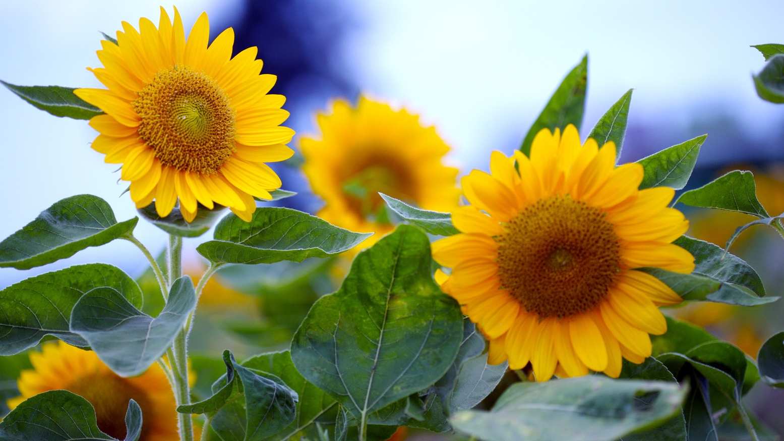 تنظیمات شبکه برای اندروید باکس
