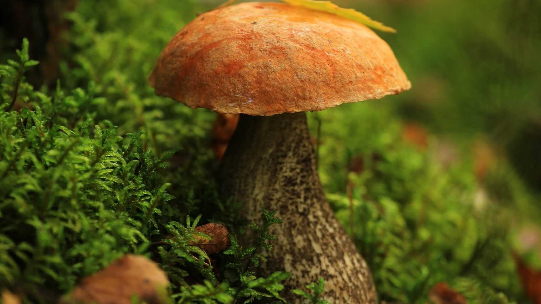 چگونه رژیم غذایی سالم انتخاب کنیم